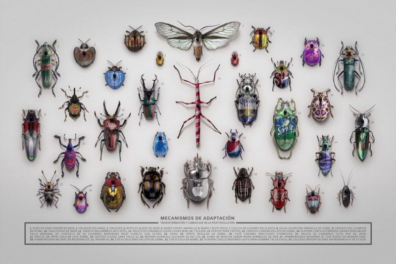 Insectario (de la serie Mecanismos de adaptación)