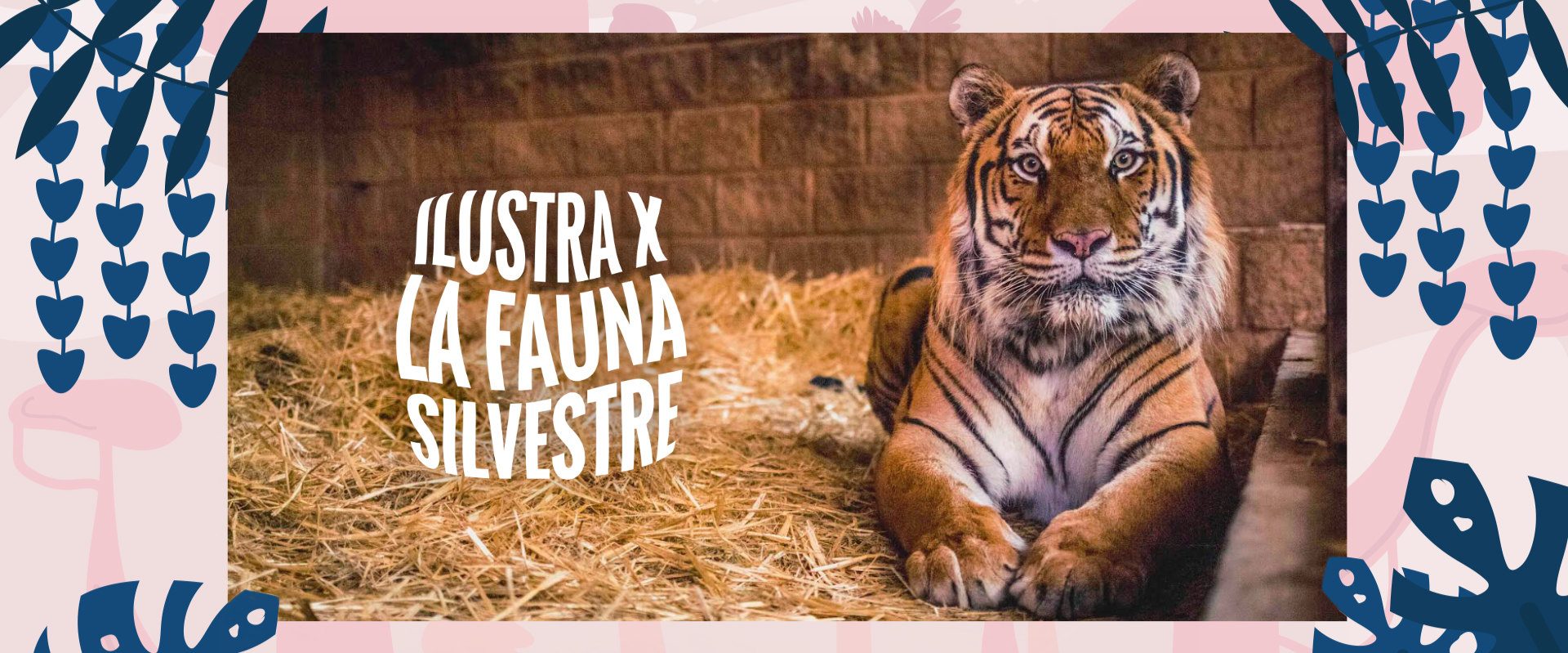 ilustradores